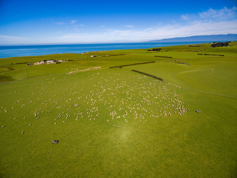 southland sheep farm